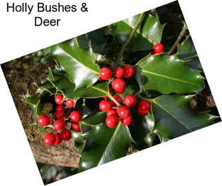 Holly Bushes & Deer