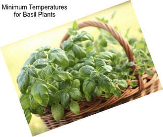 Minimum Temperatures for Basil Plants