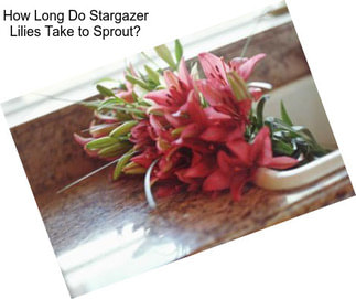 How Long Do Stargazer Lilies Take to Sprout?