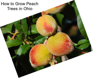 How to Grow Peach Trees in Ohio