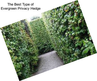 The Best Type of Evergreen Privacy Hedge