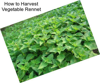 How to Harvest Vegetable Rennet