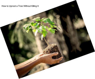 How to Uproot a Tree Without Killing It