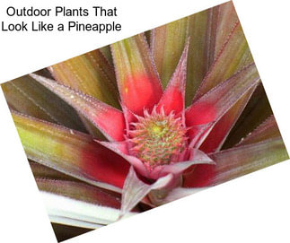 Outdoor Plants That Look Like a Pineapple