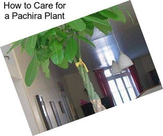 How to Care for a Pachira Plant