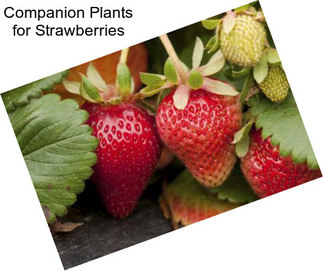 Companion Plants for Strawberries
