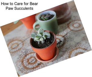 How to Care for Bear Paw Succulents