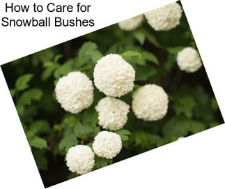 How to Care for Snowball Bushes