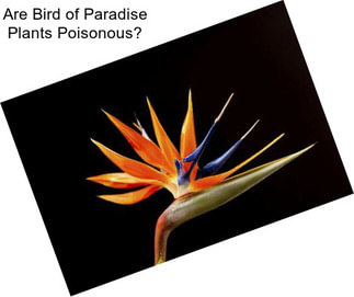 Are Bird of Paradise Plants Poisonous?