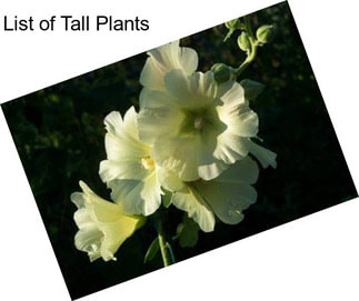 List of Tall Plants