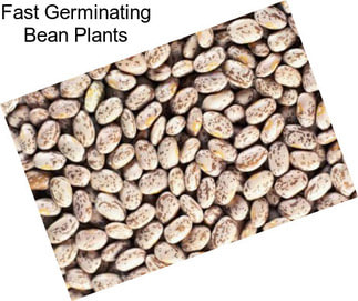 Fast Germinating Bean Plants