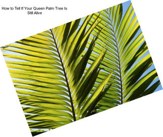 How to Tell If Your Queen Palm Tree Is Still Alive