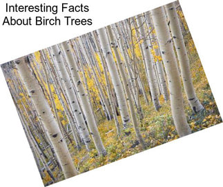 Interesting Facts About Birch Trees