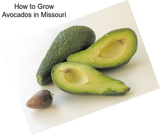 How to Grow Avocados in Missouri