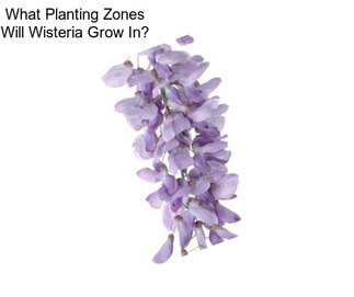 What Planting Zones Will Wisteria Grow In?