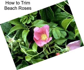 How to Trim Beach Roses