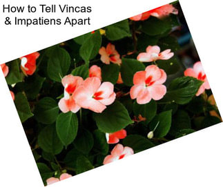 How to Tell Vincas & Impatiens Apart