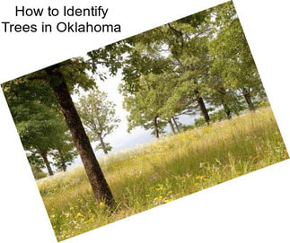 How to Identify Trees in Oklahoma