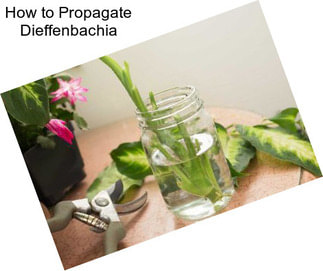 How to Propagate Dieffenbachia