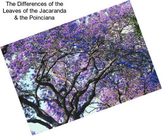 The Differences of the Leaves of the Jacaranda & the Poinciana