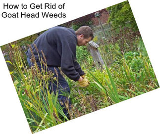 How to Get Rid of Goat Head Weeds