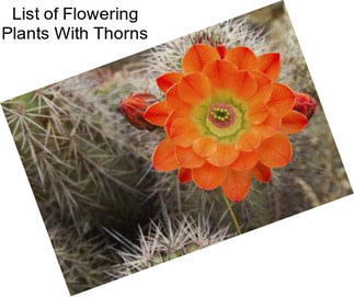 List of Flowering Plants With Thorns