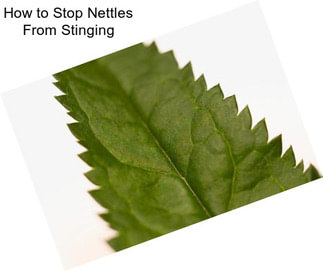 How to Stop Nettles From Stinging