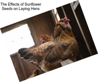 The Effects of Sunflower Seeds on Laying Hens