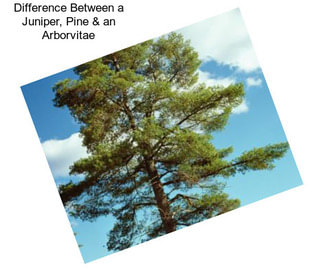 Difference Between a Juniper, Pine & an Arborvitae