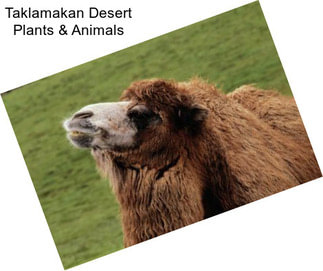 Taklamakan Desert Plants & Animals