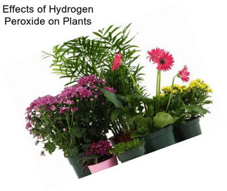 Effects of Hydrogen Peroxide on Plants