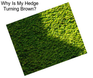 Why Is My Hedge Turning Brown?