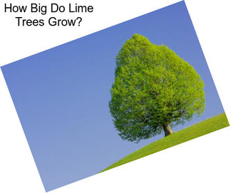 How Big Do Lime Trees Grow?