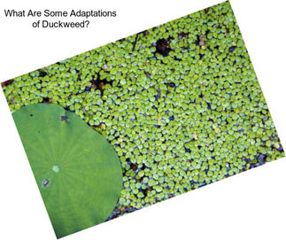 What Are Some Adaptations of Duckweed?