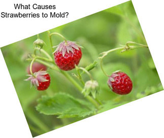 What Causes Strawberries to Mold?