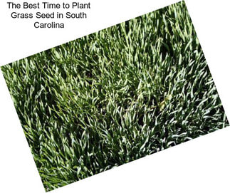 The Best Time to Plant Grass Seed in South Carolina