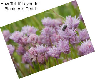 How Tell If Lavender Plants Are Dead
