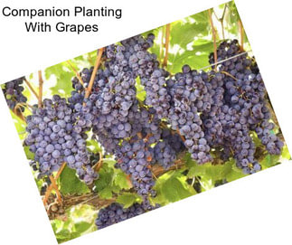 Companion Planting With Grapes