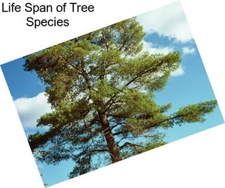 Life Span of Tree Species