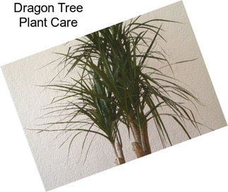 Dragon Tree Plant Care