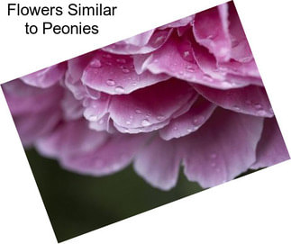 Flowers Similar to Peonies