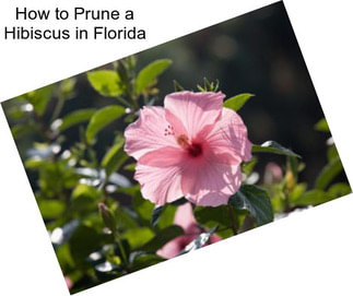 How to Prune a Hibiscus in Florida