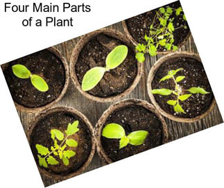 Four Main Parts of a Plant
