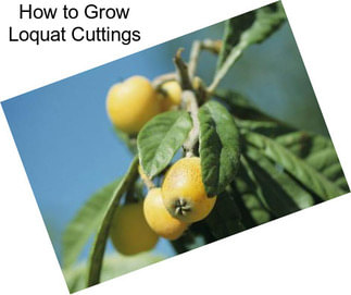 How to Grow Loquat Cuttings