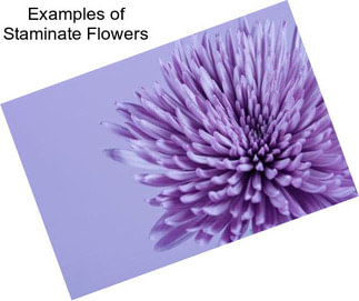 Examples of Staminate Flowers