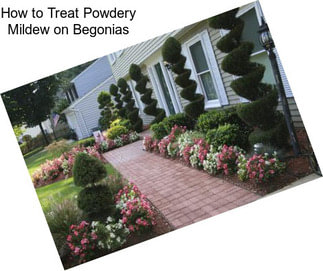 How to Treat Powdery Mildew on Begonias