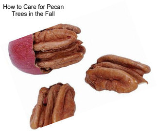 How to Care for Pecan Trees in the Fall