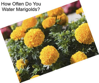 How Often Do You Water Marigolds?