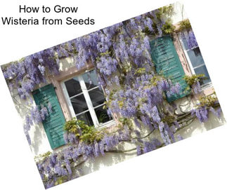 How to Grow Wisteria from Seeds