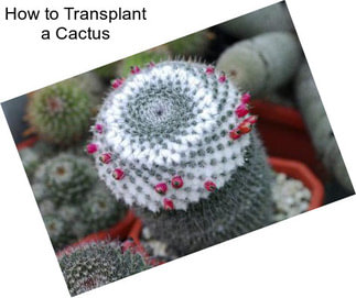 How to Transplant a Cactus